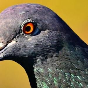 Meet your Posher, Bobby